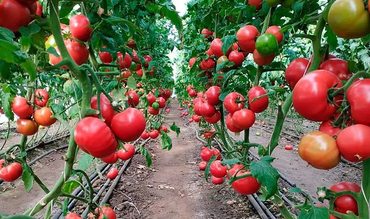  Як захистити помідори після дощу: 5 натуральних засобів, які знищують фітофтору