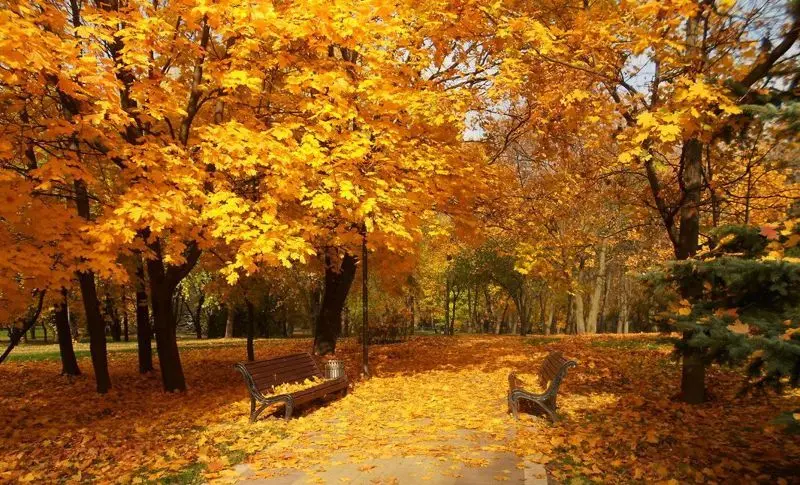  21 жовтня в Україну повернеться м’яке тепло: де потепліє найбільше