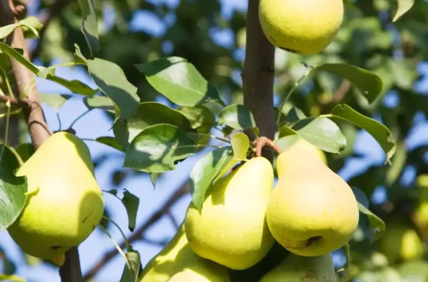  Через весняні морози Україна втратить частину врожаю груш: ціни стрімко зростуть