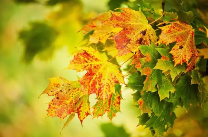  Погода в Україні 17 жовтня: тепло, без опадів і переддень похолодання