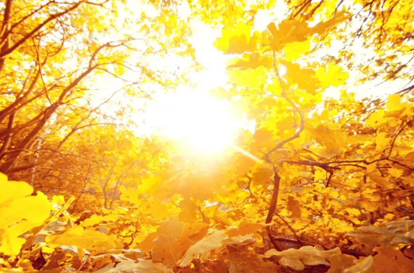  Листопад стартує весною: Україну накриє тепло та сонце вже з перших днів