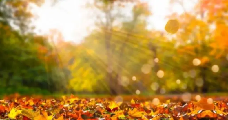  Погода в Україні потішить теплом: жовтень завершиться сонячно, до +19° на півдні