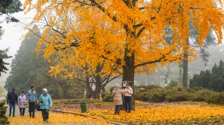  Погода в Києві 7 листопада: багато сонця та до +12° без жодної краплі дощу