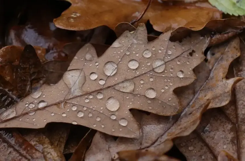  Погода в Україні різко зміниться: з 9 листопада очікується похолодання до -8°