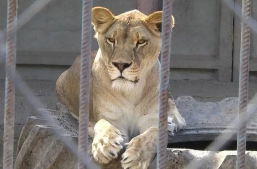  У Хмельницькому знайшли другу левицю, що втекла з реабілітаційного центру