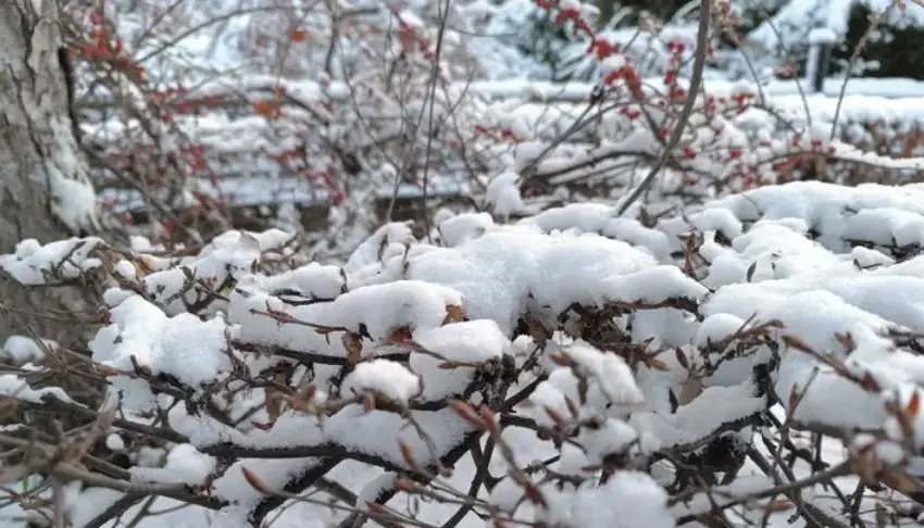  Після Різдва Україну накриє сніг і поривчастий вітер: якою буде погода 26 грудня