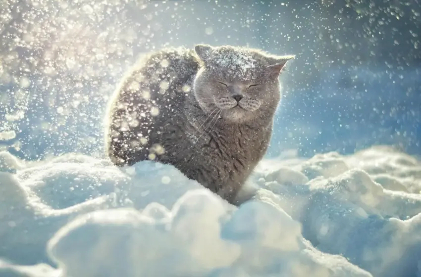  Погода 22 січня в Україні: мороз відступає, йдуть опади та вітер