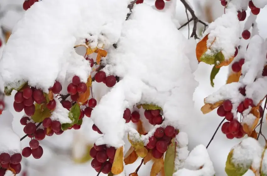  Справжня зима бере в облогу: в Україні вдарили морози до -22°
