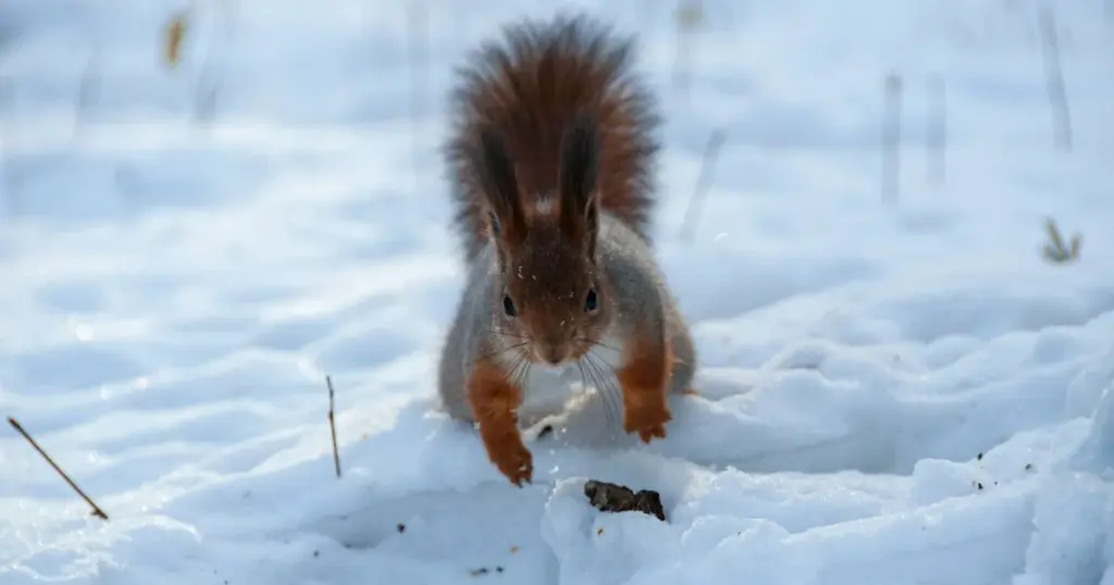 Синоптики попередили про нове похолодання з 8 лютого