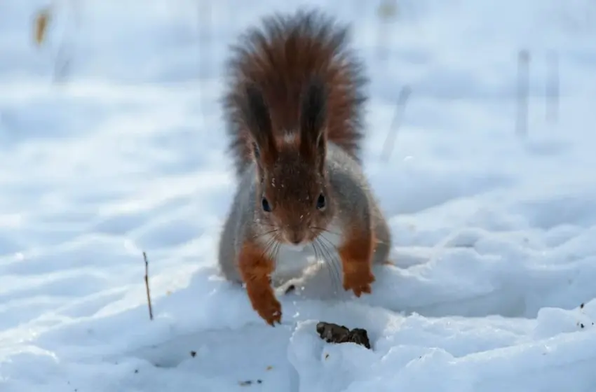  Хвиля тепла ненадовго: синоптики попередили про нове похолодання з 8 лютого